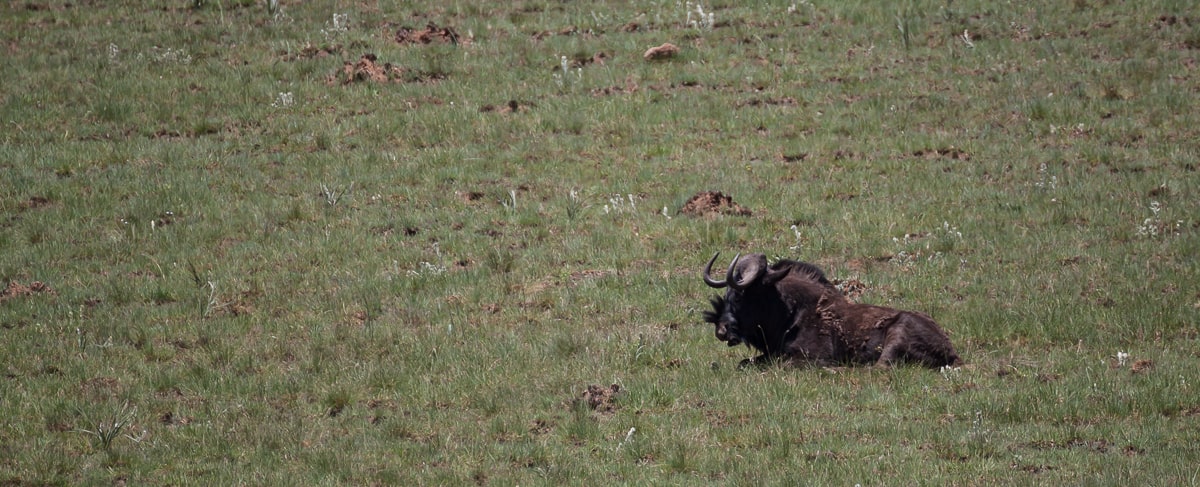 Ein Gnu in der Nähe des Langtoon Damm
