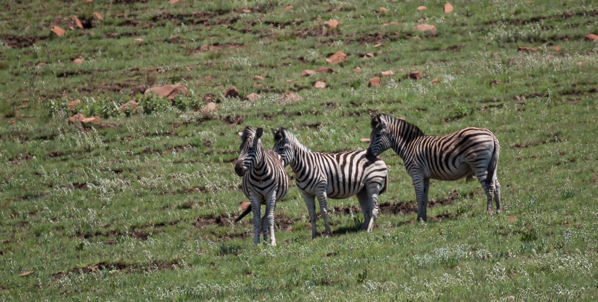 Zebras im Golden Gate National Park
