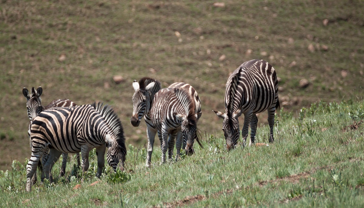 Eine Zebraherde auf dem Blesbok Loop