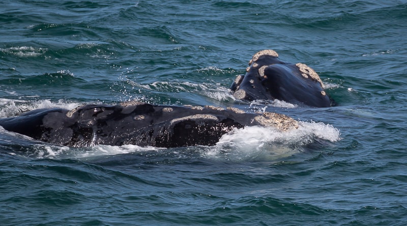 Glattwalkuh mit ihrem Kalb bei Hermanus