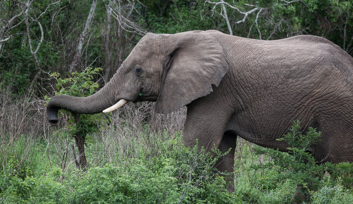 Fressender Elefant im iMfolozi Game Reserve