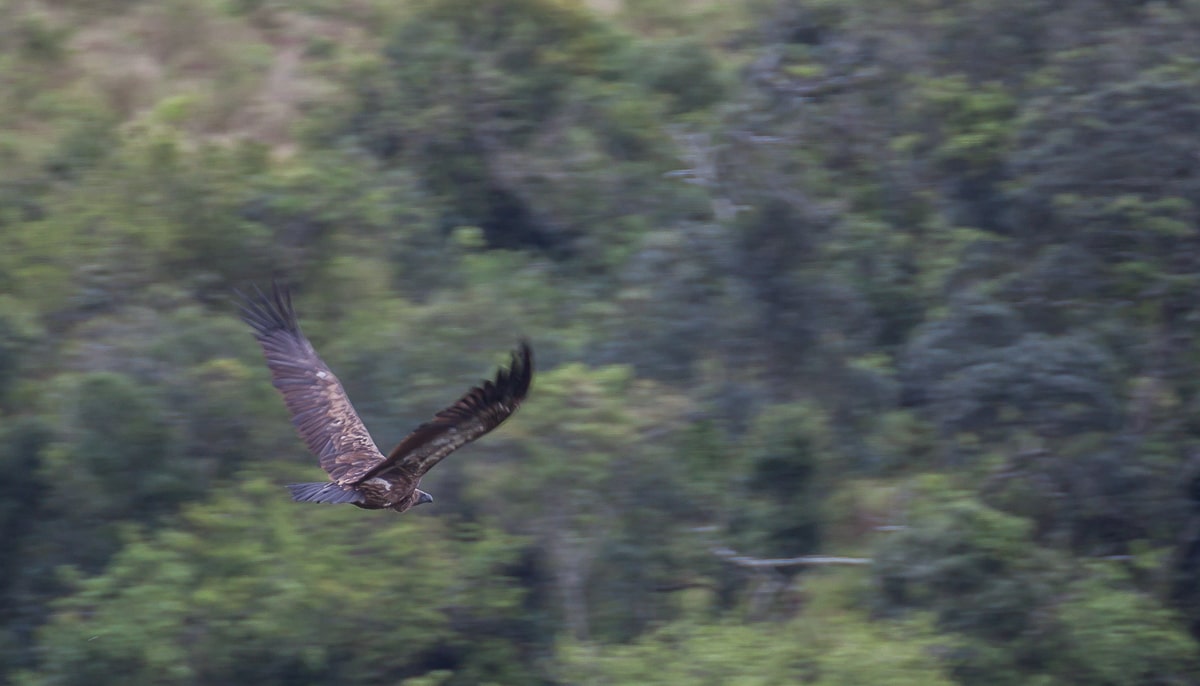 Weißrückengeier beim Flug über das Hluhluwe Gam Reserve