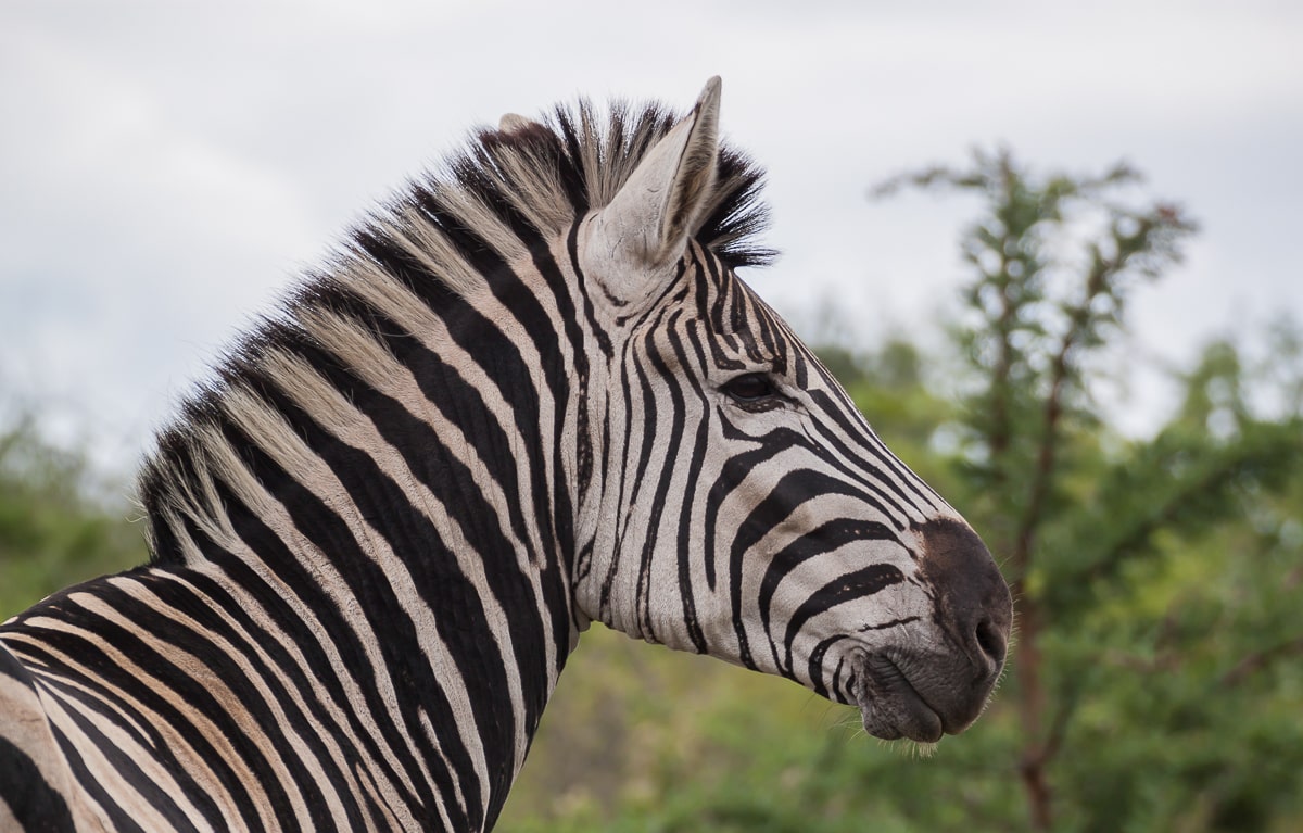 Altes Zebra bei Regenwetter