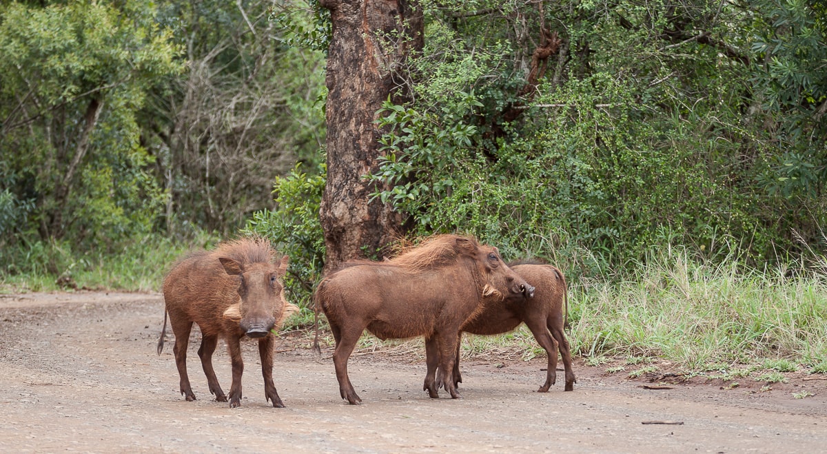 Warzenschweine mit rötlicher Färbung