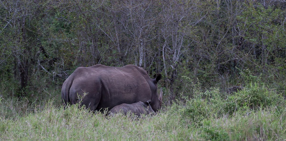 Nashorn mit Jungtier in Südafrika