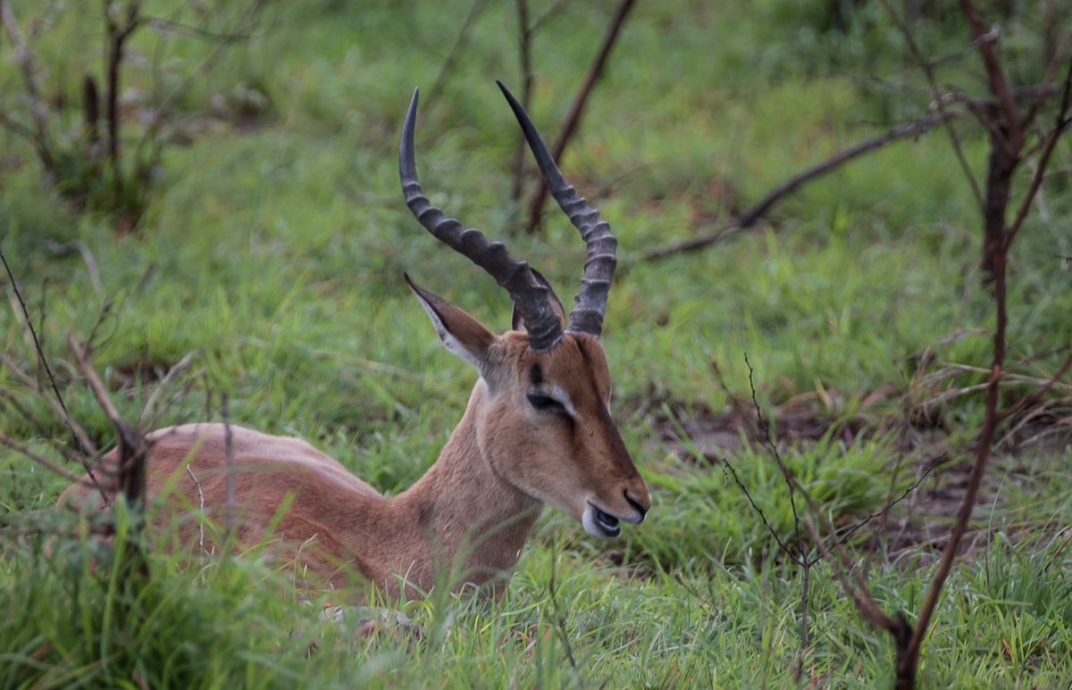 Impala Männchen kauert am Boden