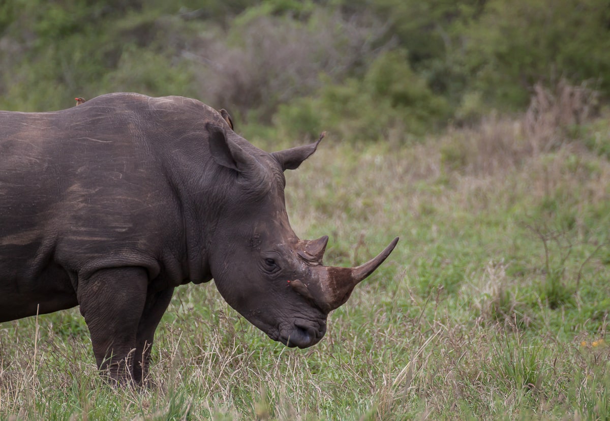 Nahnaufnahme eines Breitmaulnashorns in Südafrika