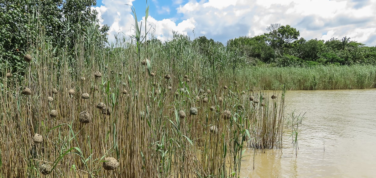 Nester von Webervögeln im iSimangaliso Nationalpark