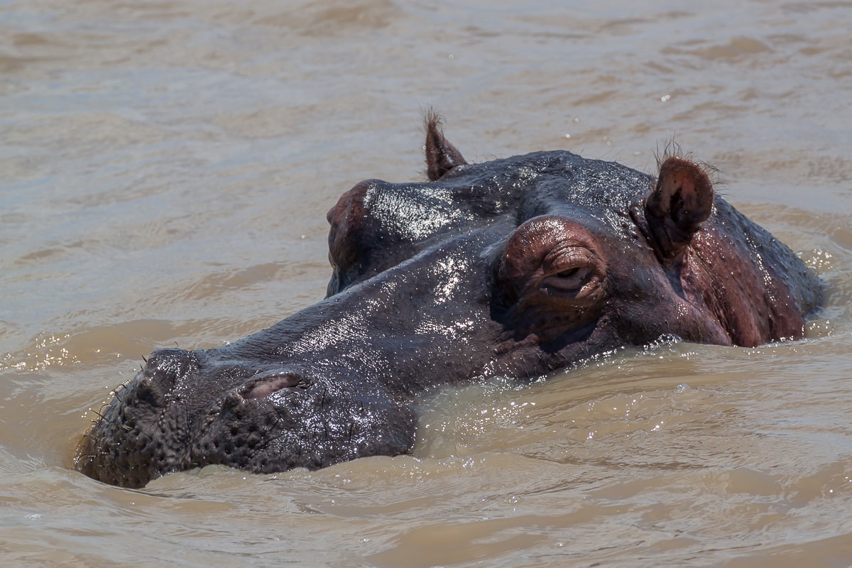 Nilpferd im iSimangaliso Wetlands Park
