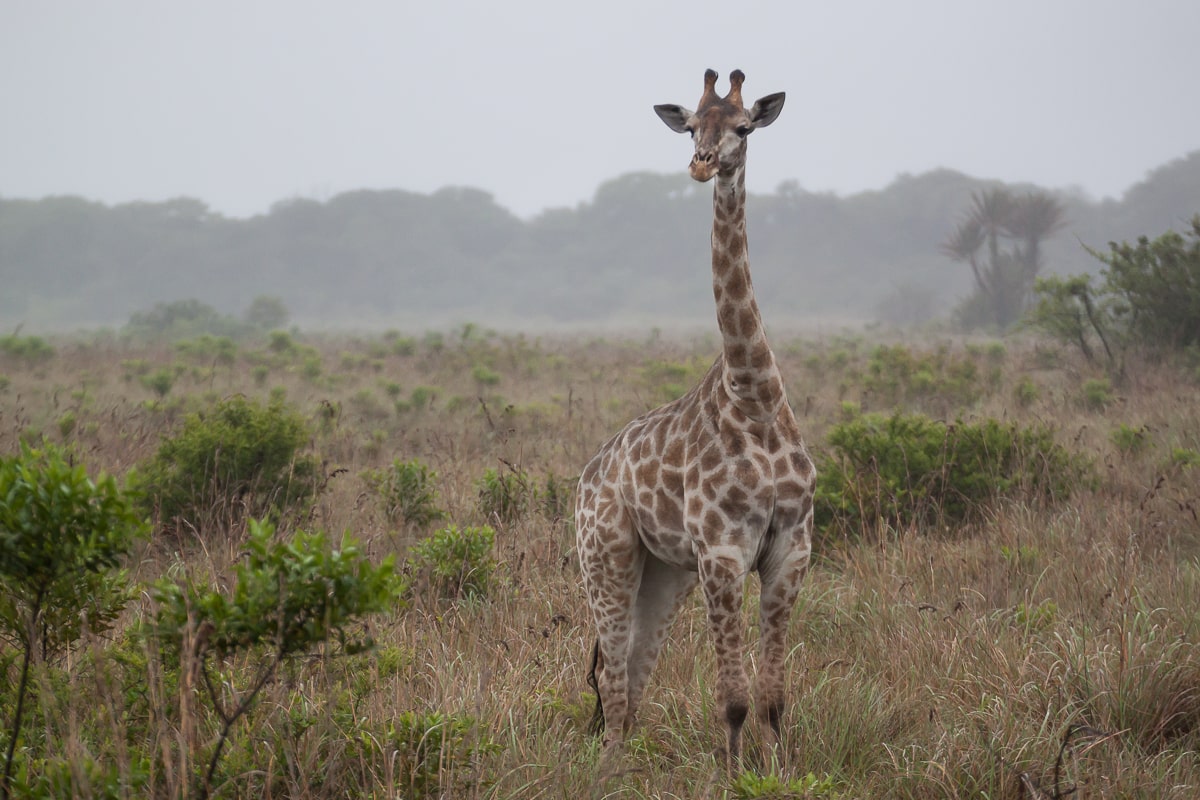 Giraffe in den iSimangaliso Wetlands
