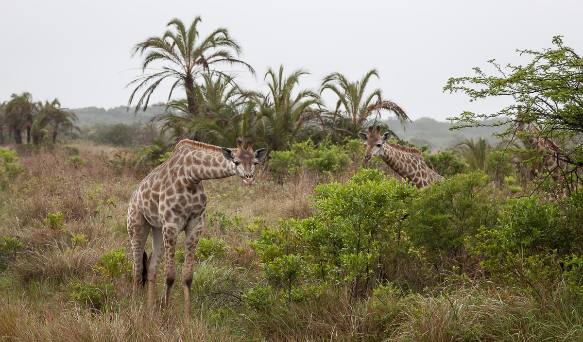 Kleine Giraffenherde in der Vegetation des iSimangaliso NP