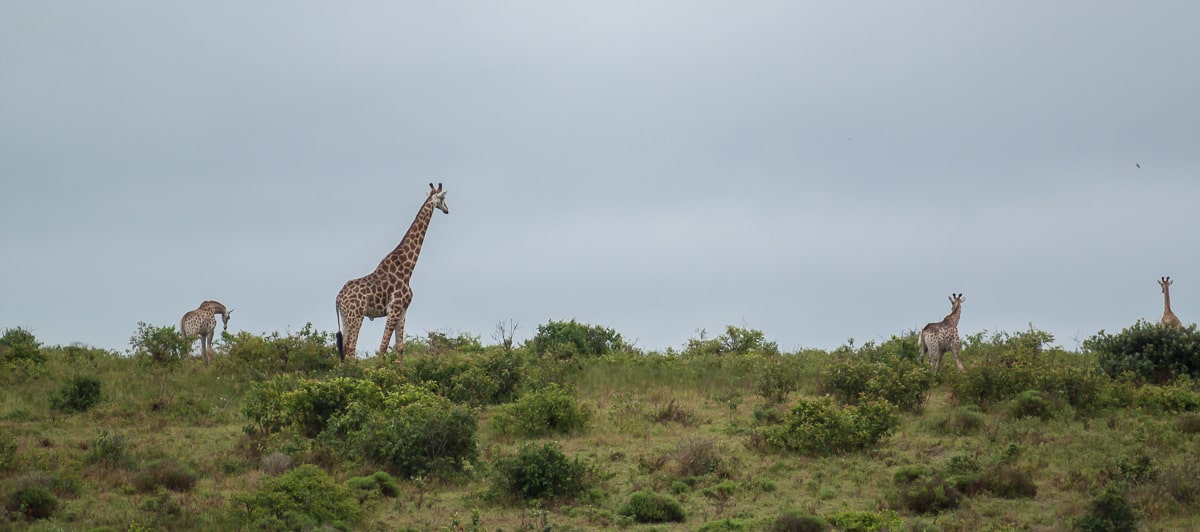 Giraffen am Lake St. Lucia