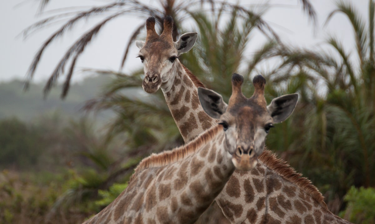 Zwei Giraffen in St. Lucia im Nationalpark