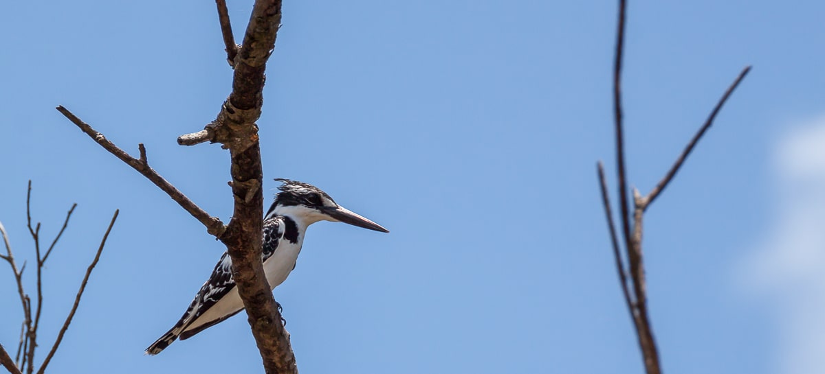 Graufischer im iSimangaliso NP