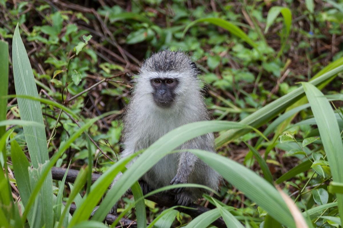 Grünmeerkatze auf den Straßen von St. Lucia