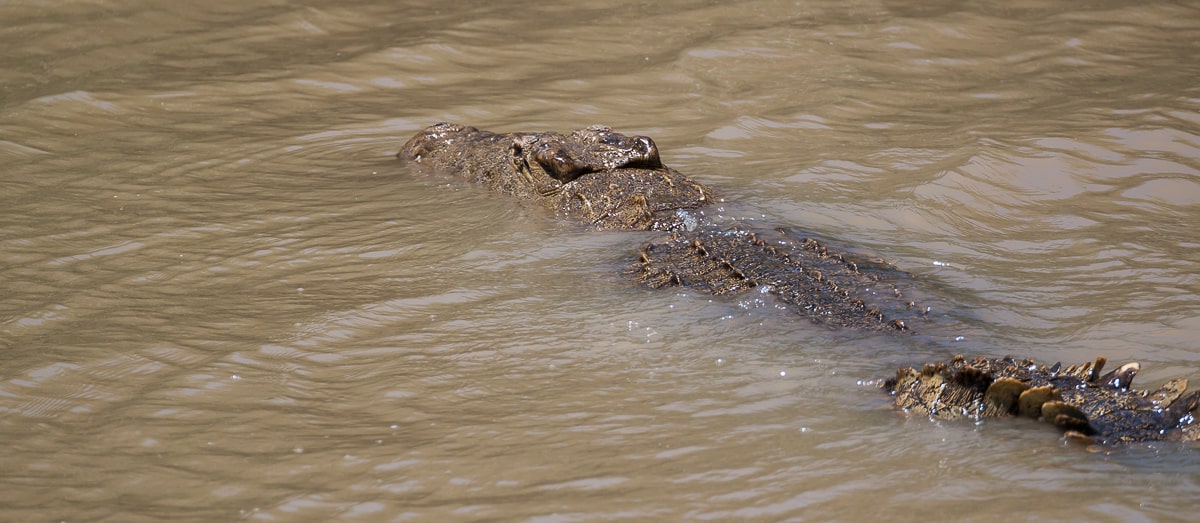 Krokodil im Lake St. Lucia