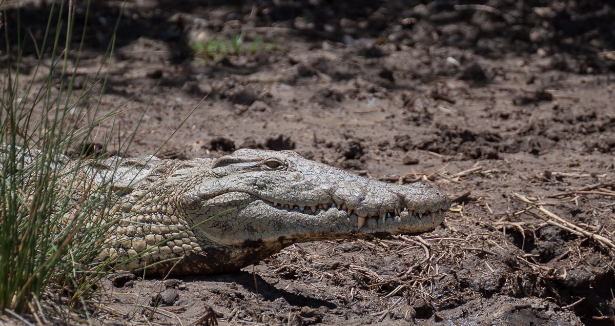 Krokodil im iSimangaliso Wetlands Park