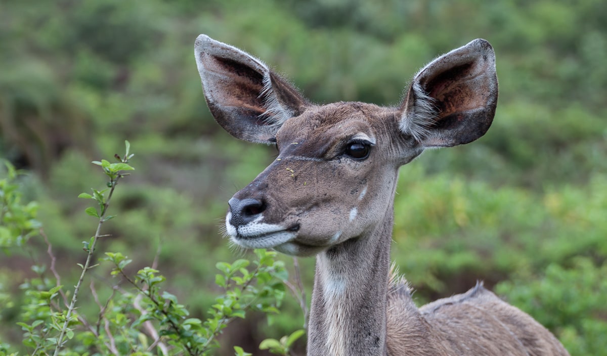 Kudu auf einer Safari im iSimangaliso Wetland Park