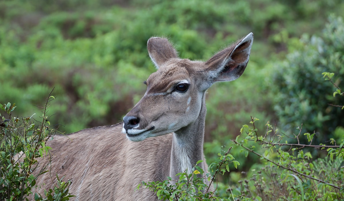 Kudu am Wegesrand bei St. Lucia