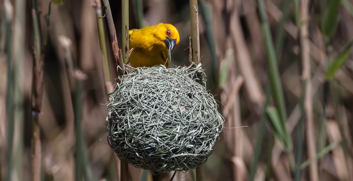 Webervogel beim Nestbau in den iSimangaliso Wetlands