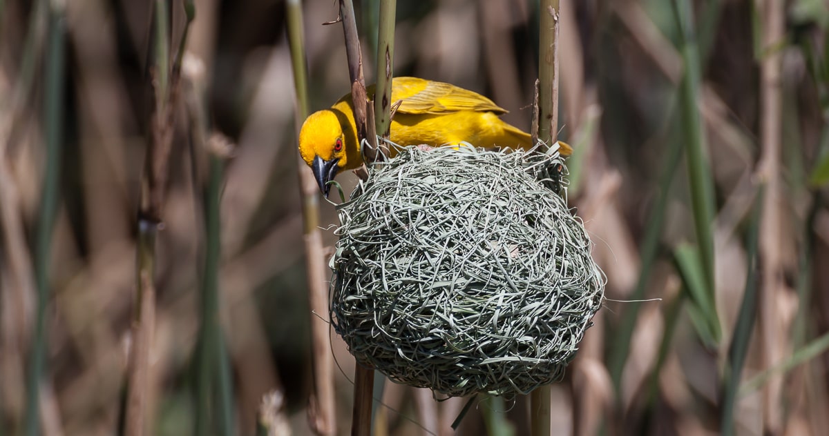 Webervogelnest am Lake St. Lucia