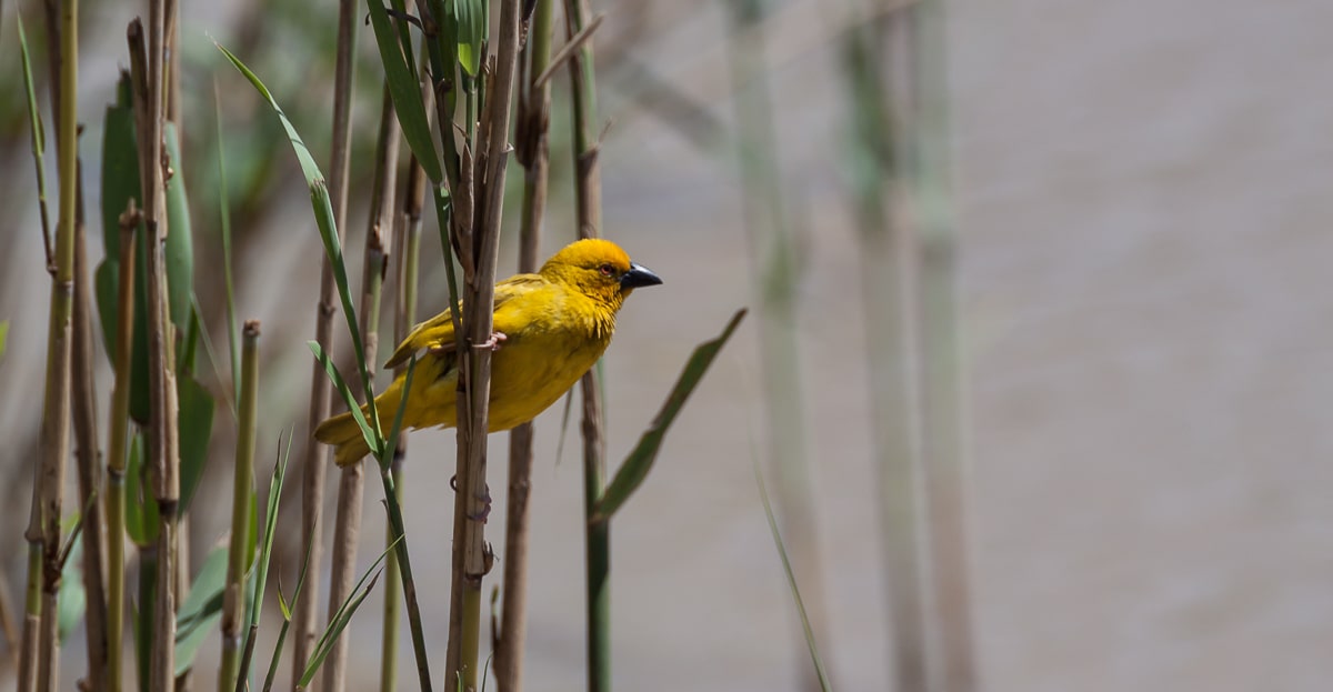 Webervogel im Schilf
