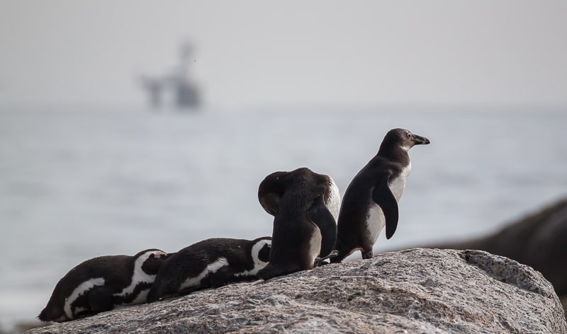 Gruppe von Brillenpinguinen auf einem Felsen in Simons Town