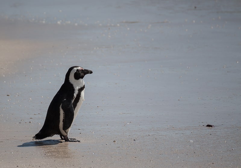 Brillenpinguin am Sandstrand