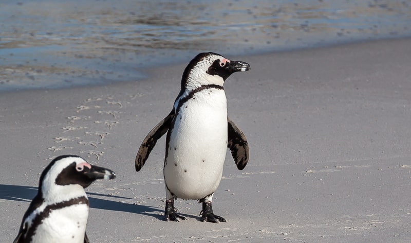 Pinguine treffen sich am Strand wieder