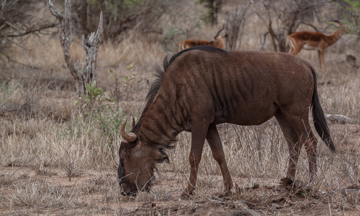 Gnu im vertrockenen Grass des Kruger Nationalparks
