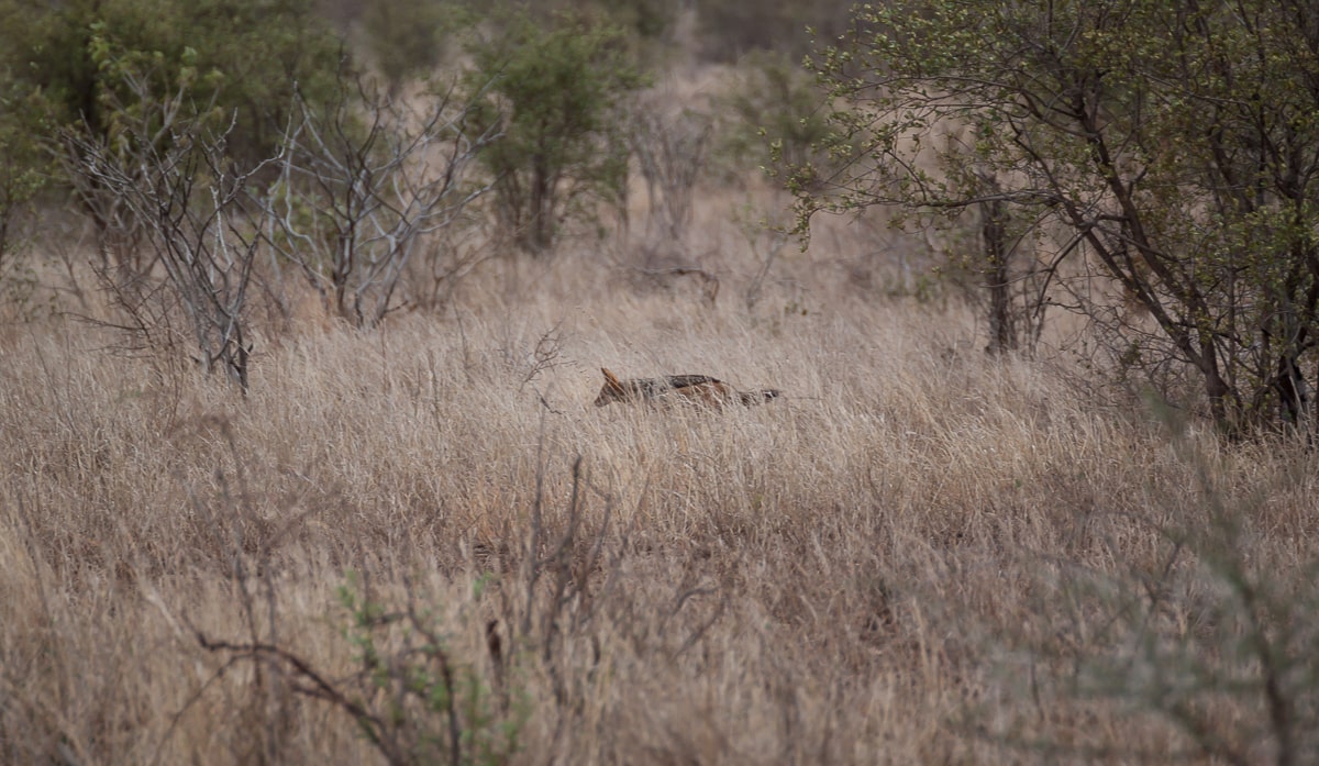 Schakal im hohen Grass des Kruger Nationalparks