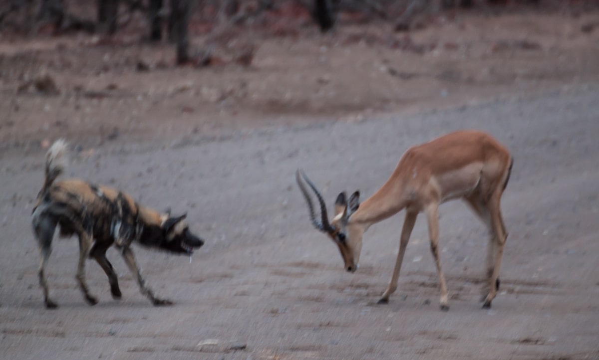 Wildhund und Impala kämpfen auf der Straße im Kruger Nationalpark
