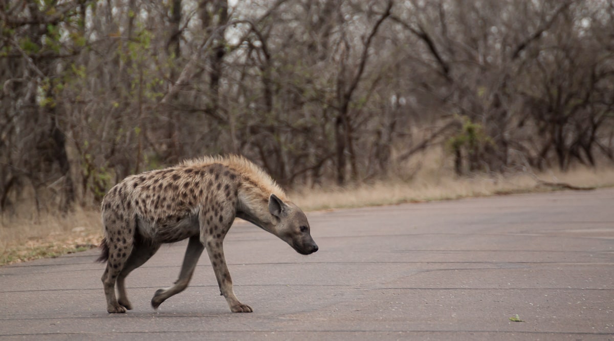 Hyäne kreuzt die Straße im Kruger National Park