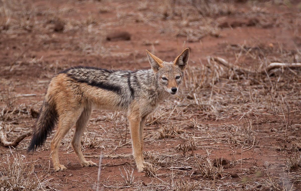 Nahaufnahme eines Schabrackenschakals (Canis mesomelas) im Kruger National Park