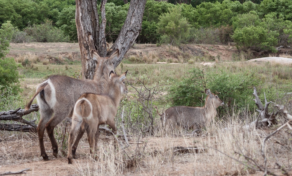Wasserbock mit Jungtieren am Sabie River