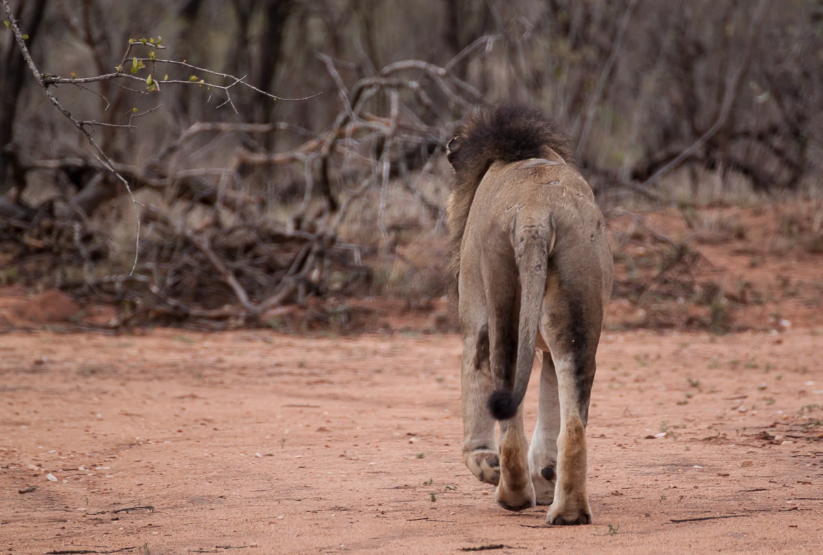 Löwe sucht sich seinen Weg in das Gebüsch des Kruger Nationalparks