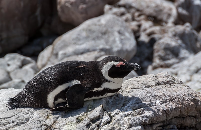 Brillenpinguin in Betty’s Bay