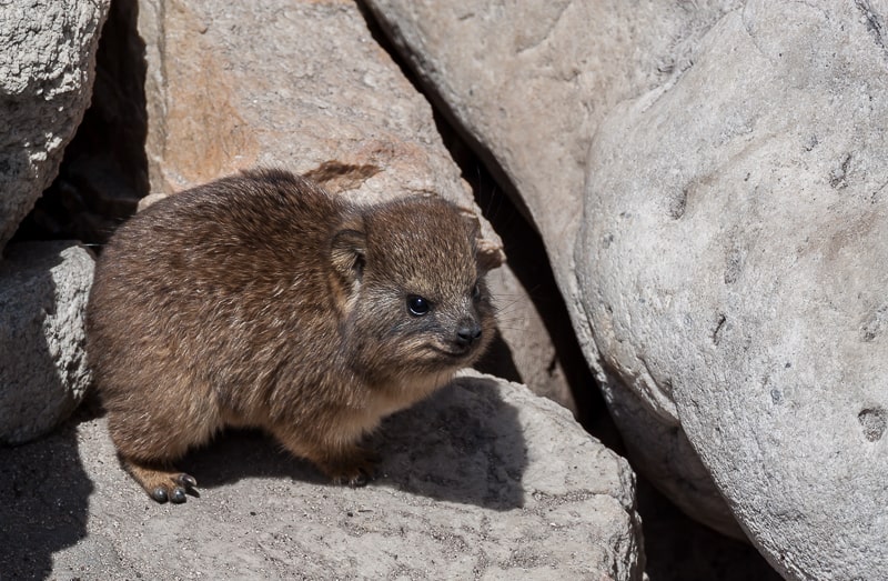 Baby Klippschliefer zwischen den Felsen