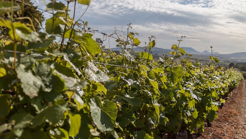 Weinreben im Sonnenlicht