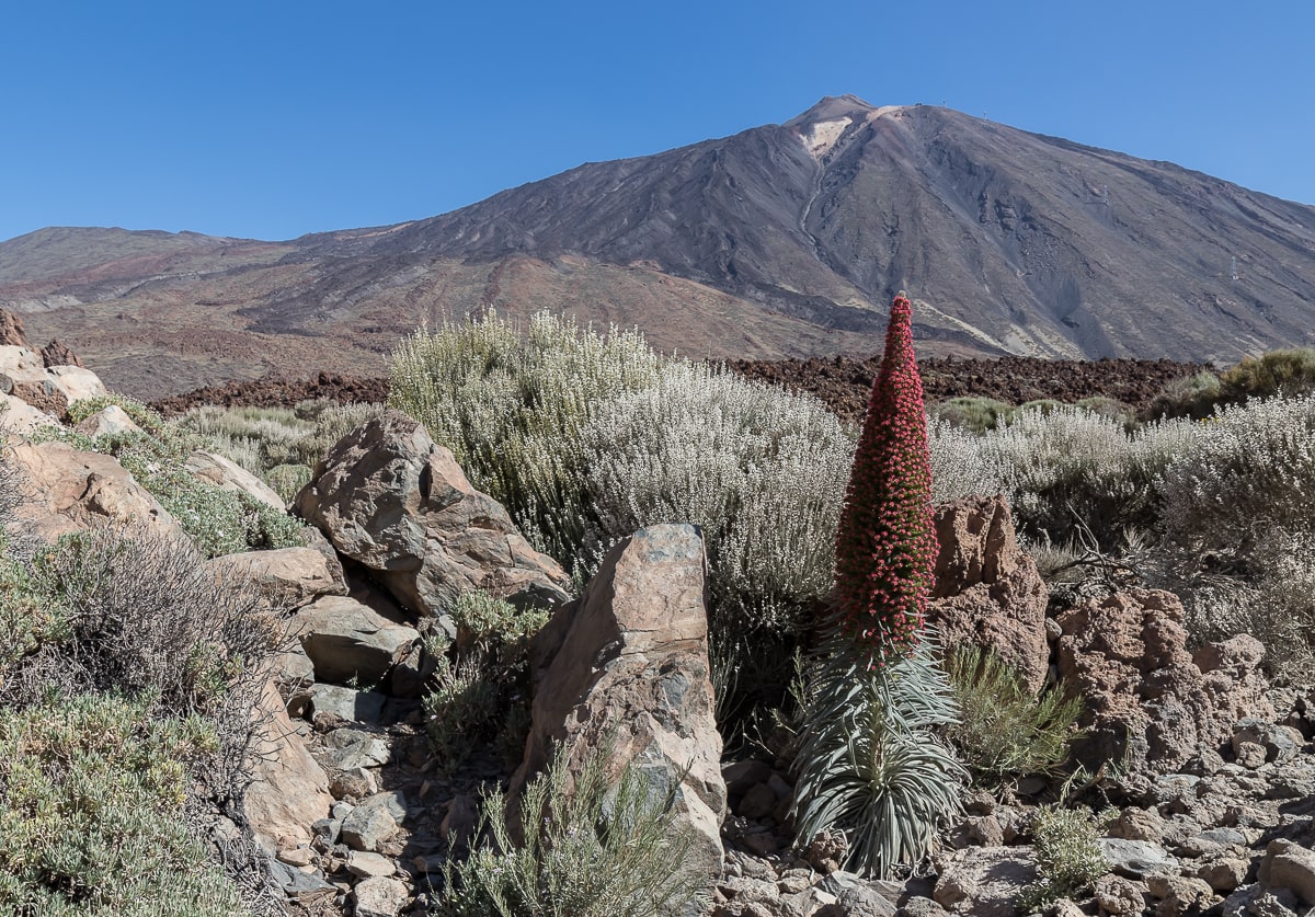 Wildprets Natternkopf (Echium Wildpretii) auf Teneriffa