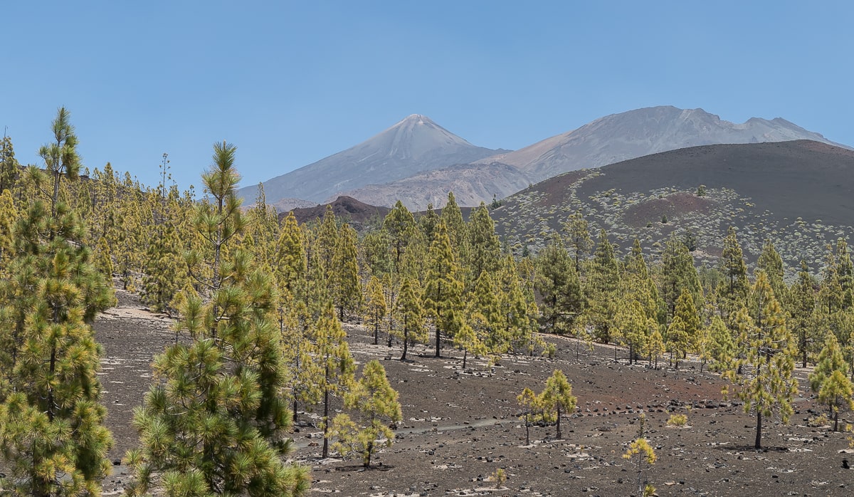 Kiefernwälder auf Teneriffa nahe des Teide Nationalparks