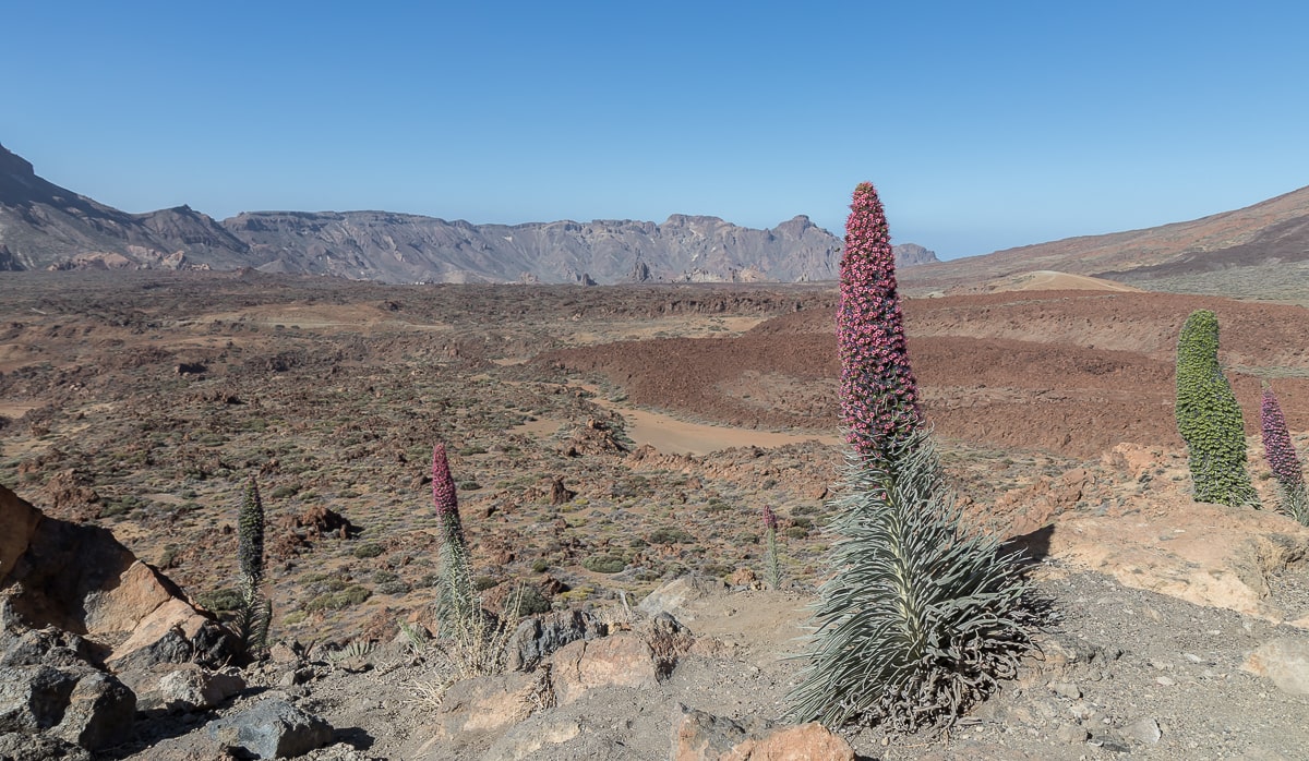 Blüten der Wildprets Natternköpfe (Roter Teide Natternkopf) mit einer Höhe von 2 Metern
