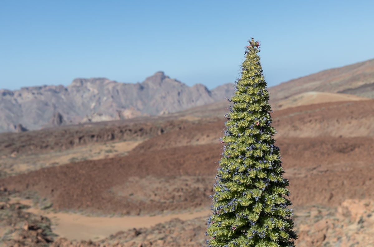 Wildprets Natternkopf (Tajinaste) der aussieht wie ein Weihnachsbaum