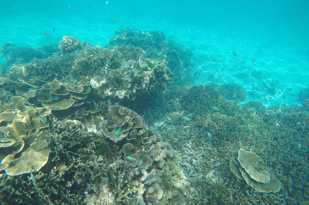 Schnorcheln an den Similan Inseln