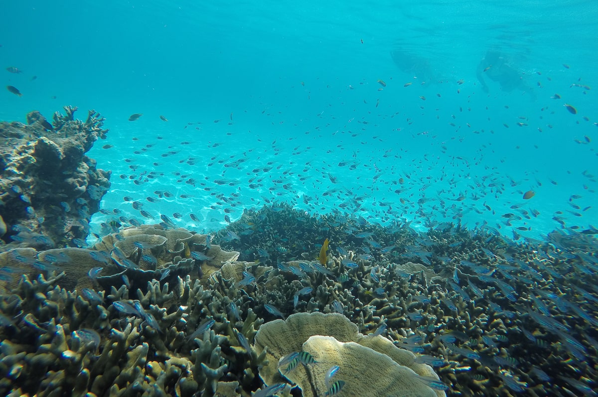 Korallen bei den Similan Islands